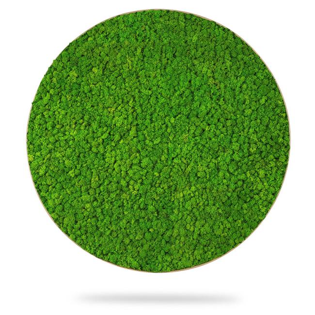 [BE000020] Moosbildkreis LICHEN mono GREEN, Durchmesser 55 cm, Eichenrahmen