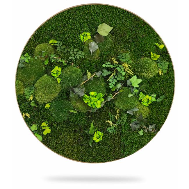 [BE000025] Moosbildkreis PFLANZEN Monat, Durchmesser 55 cm, Eichenrahmen